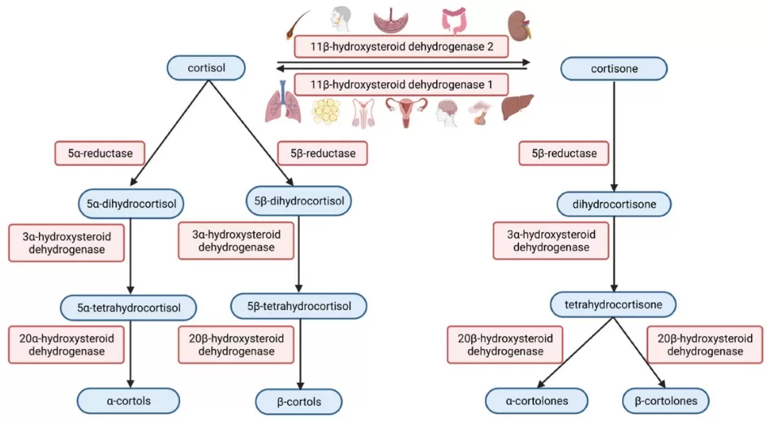Cortisol metabolism pathway (Flowers and Shipman,2023)